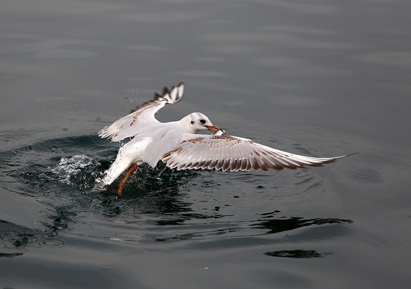 Black-headed Gull