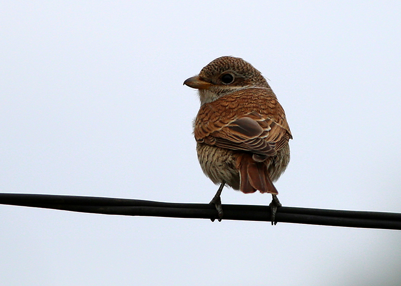 Red-backed Shrike