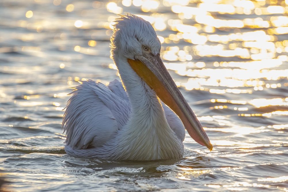 Dalmatian Pelican