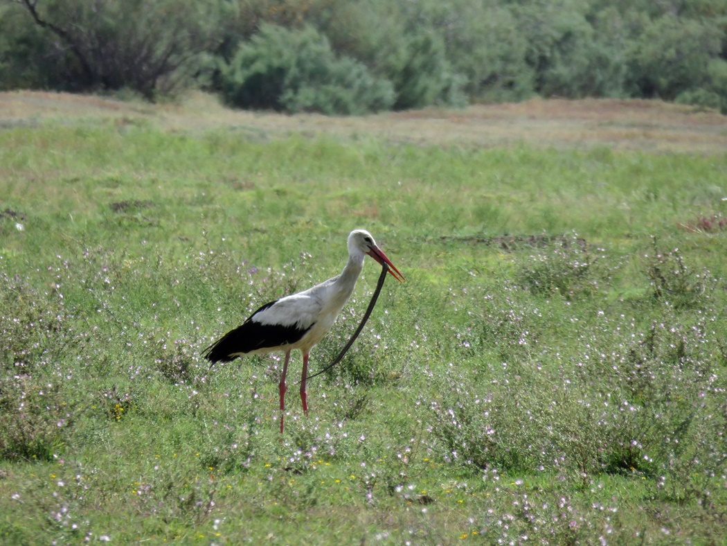 White Stork