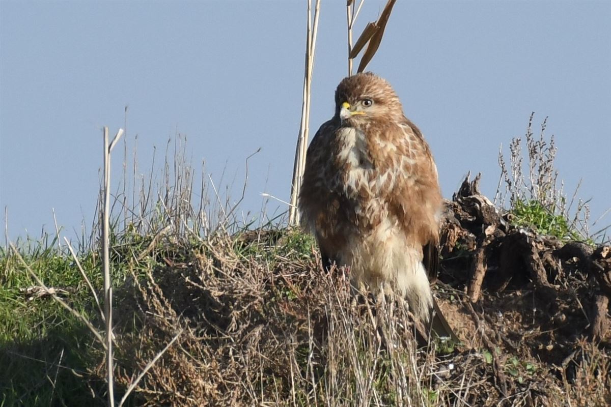 Common Buzzard