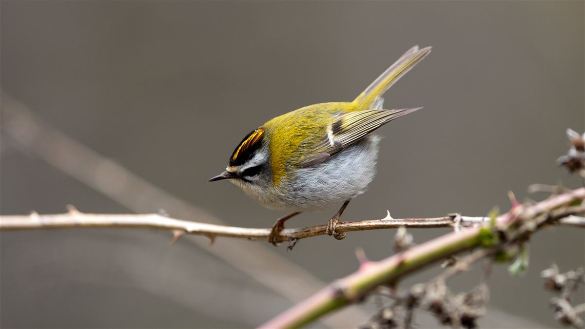 Common Firecrest