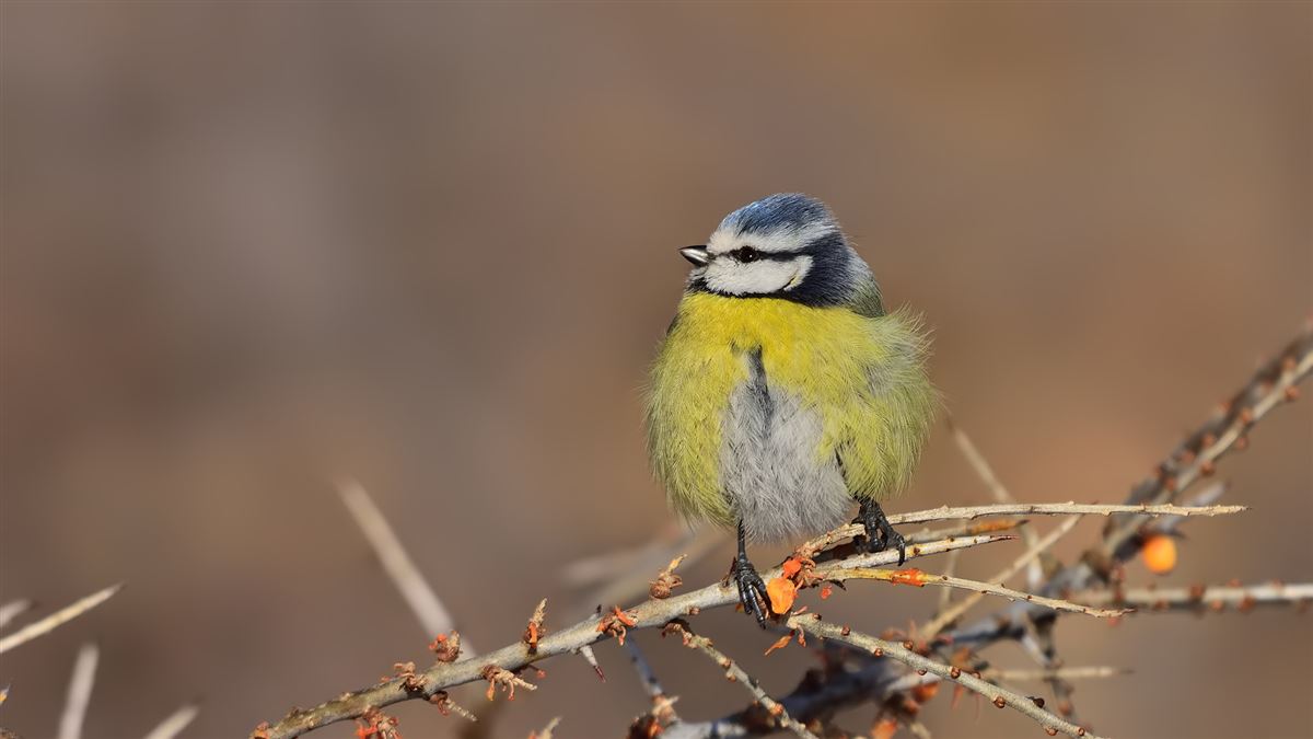 Eurasian Blue Tit
