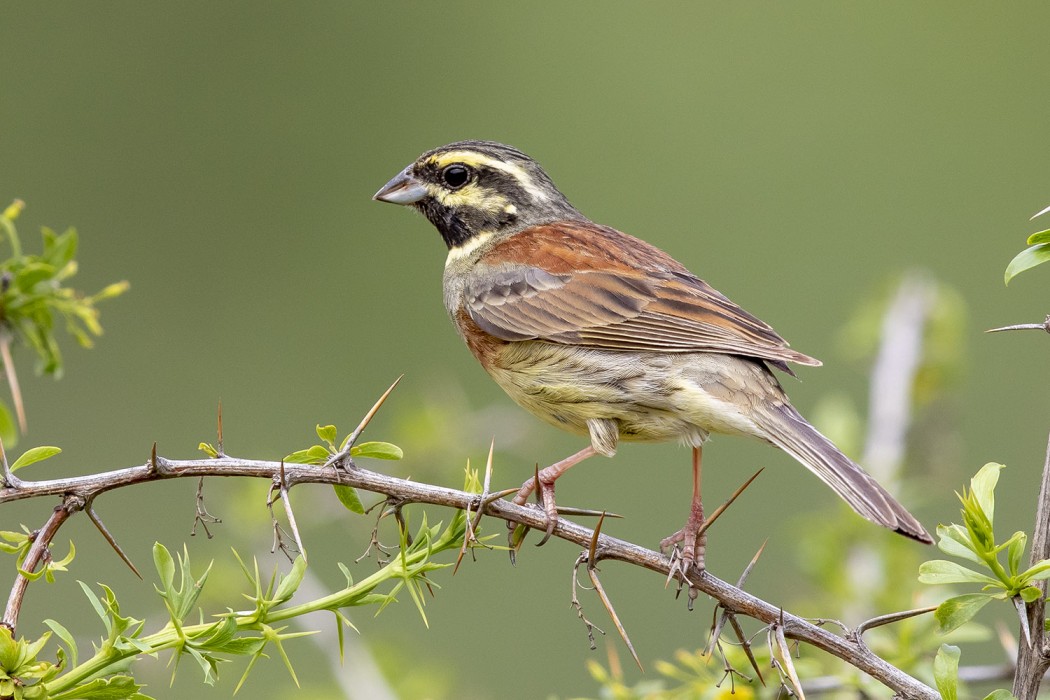 Cirl Bunting