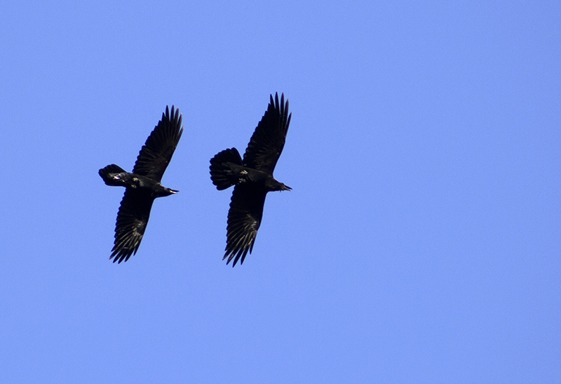 Northern Raven