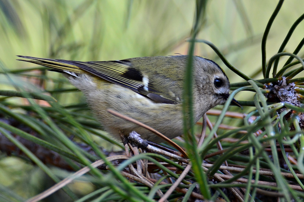 Goldcrest