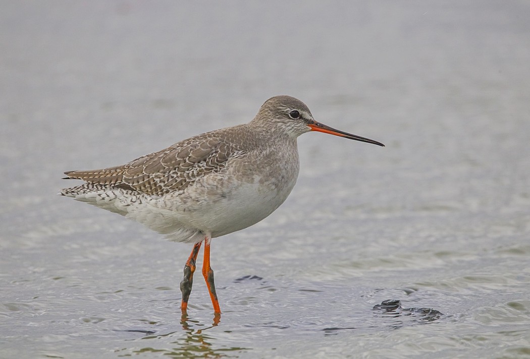 Spotted Redshank