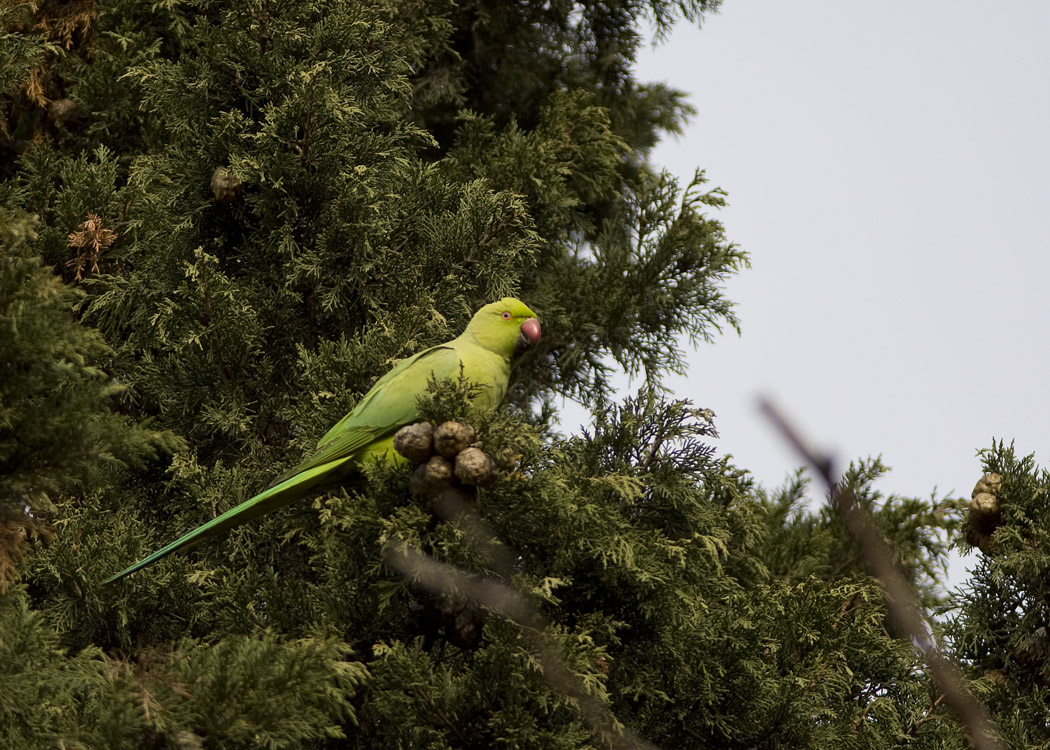 Rose-ringed Parakeet