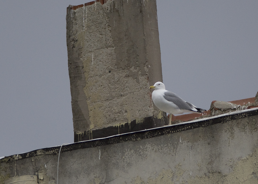 Caspian Gull