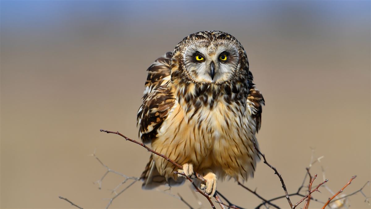 Short-eared Owl