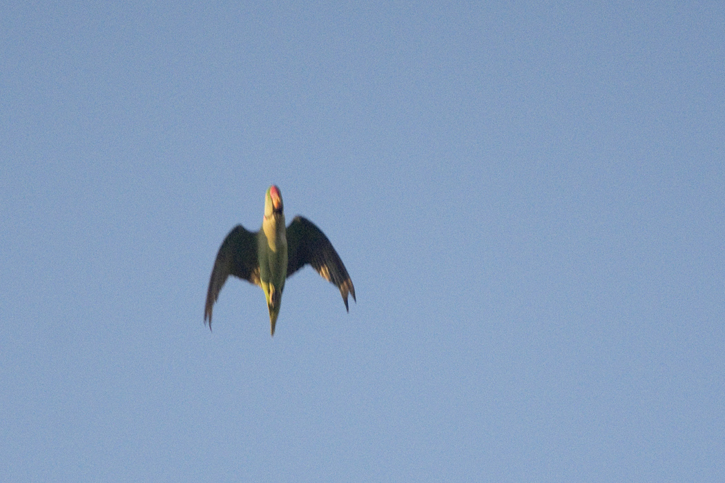 Alexandrine Parakeet