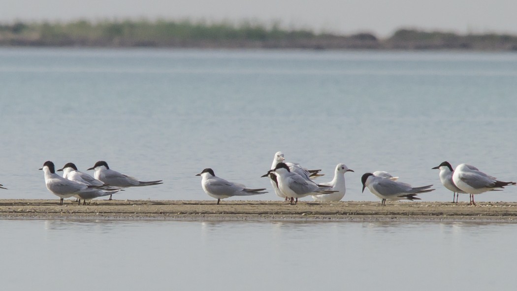 Gull-billed Tern