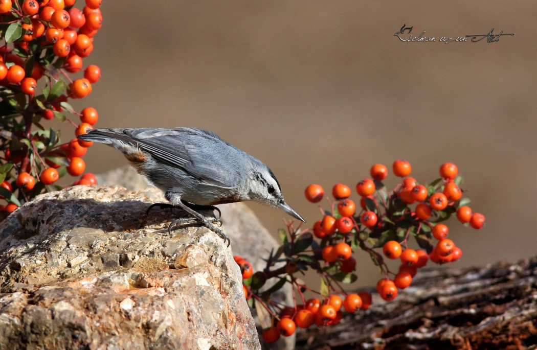 Krüper`s Nuthatch