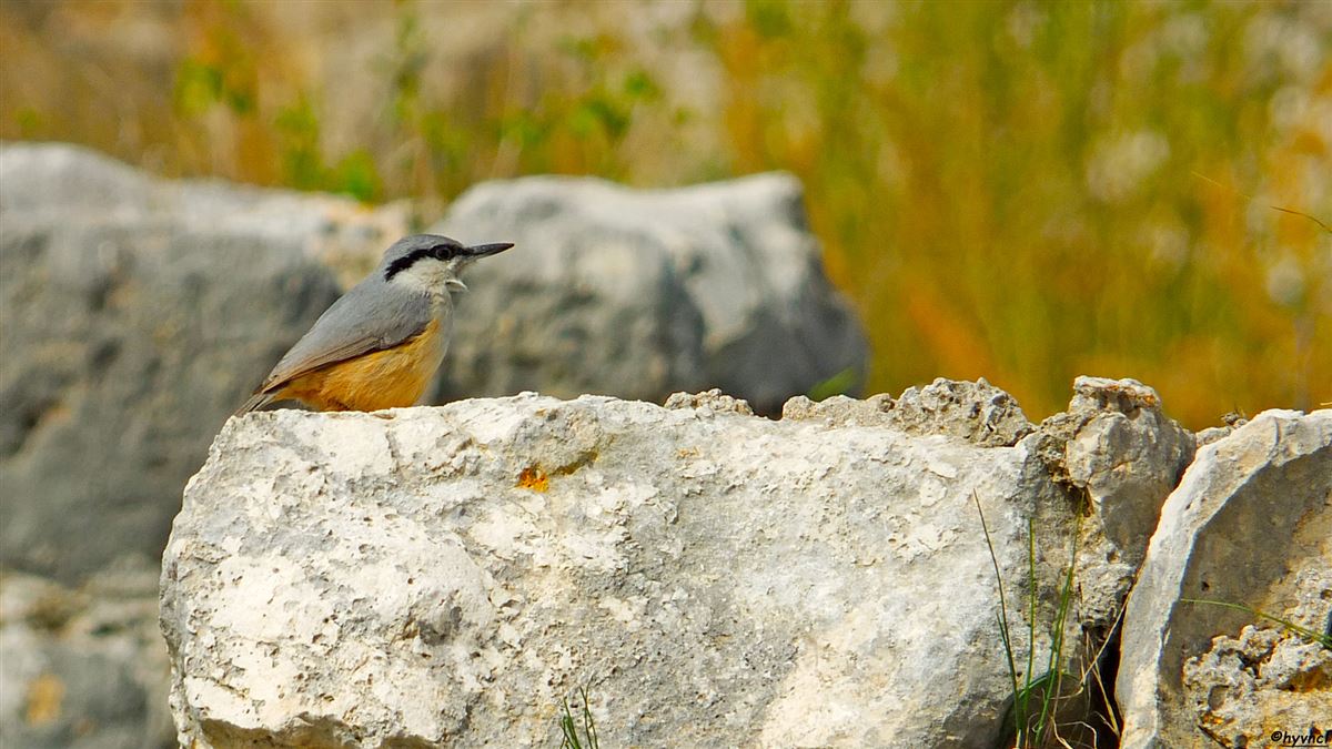 Western Rock Nuthatch