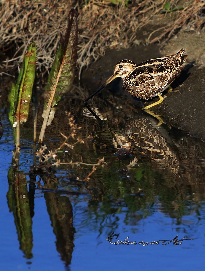 Common Snipe