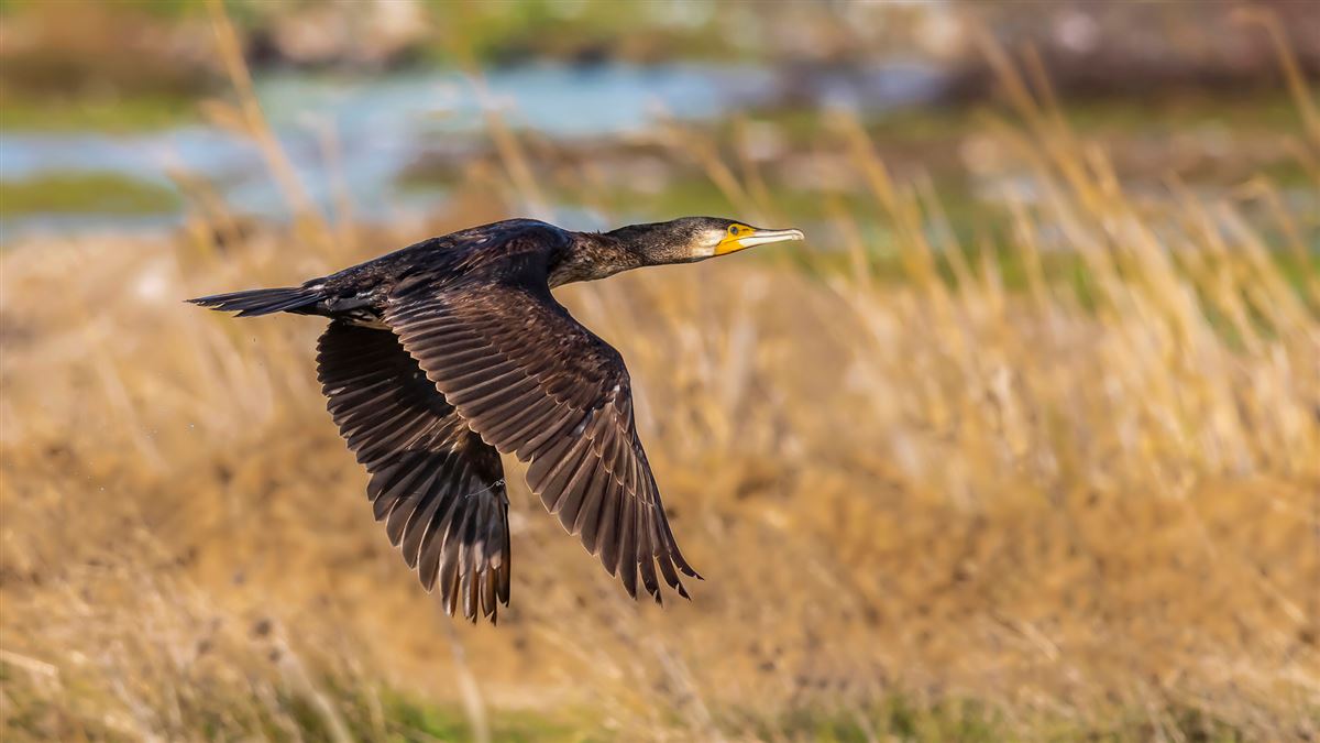 Great Cormorant