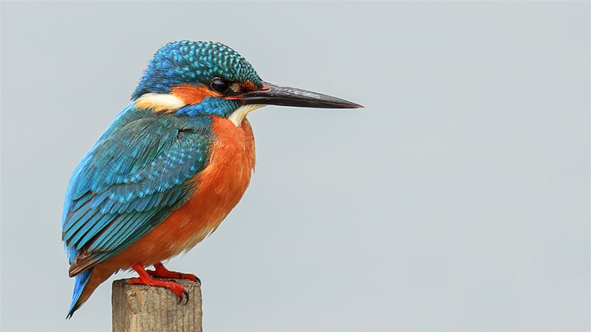 Common Kingfisher