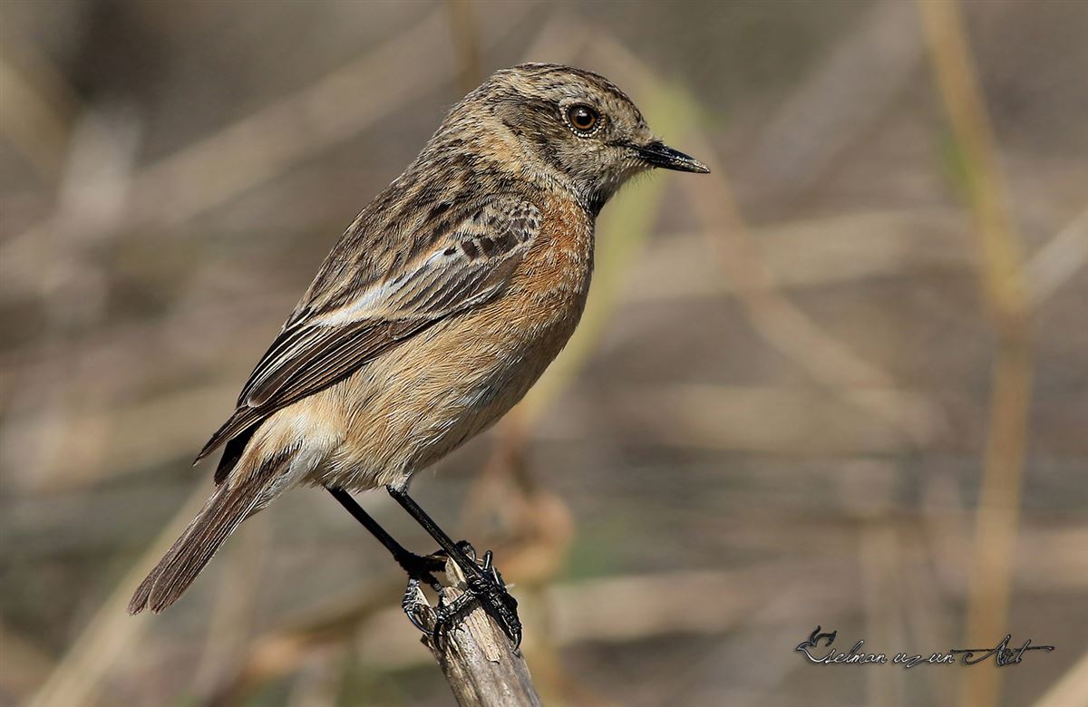 European Stonechat