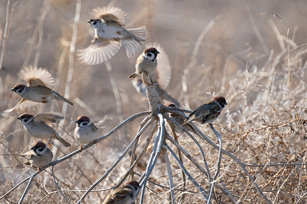 Eurasian Tree Sparrow