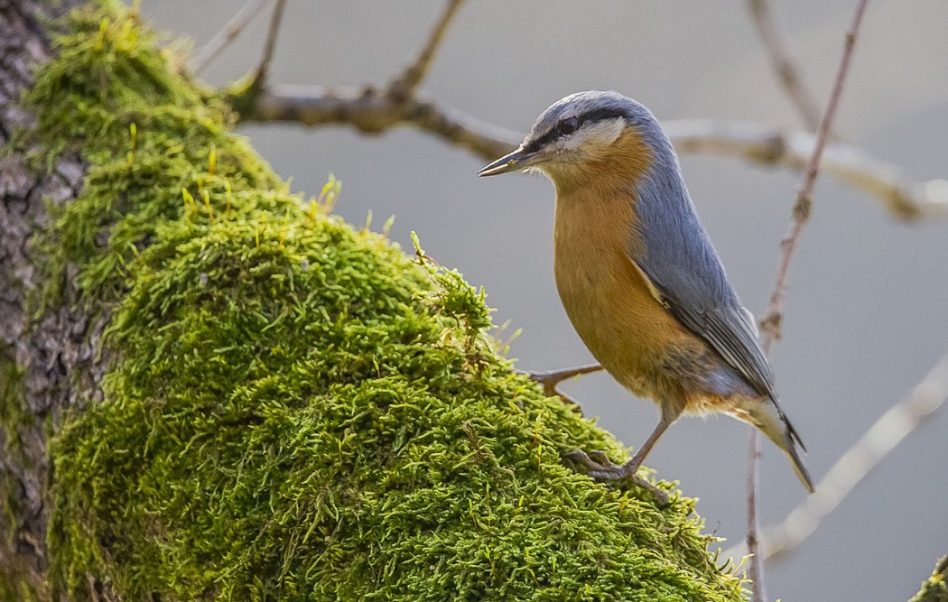 Eurasian Nuthatch