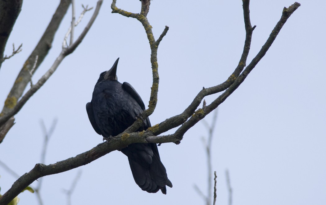Rook
