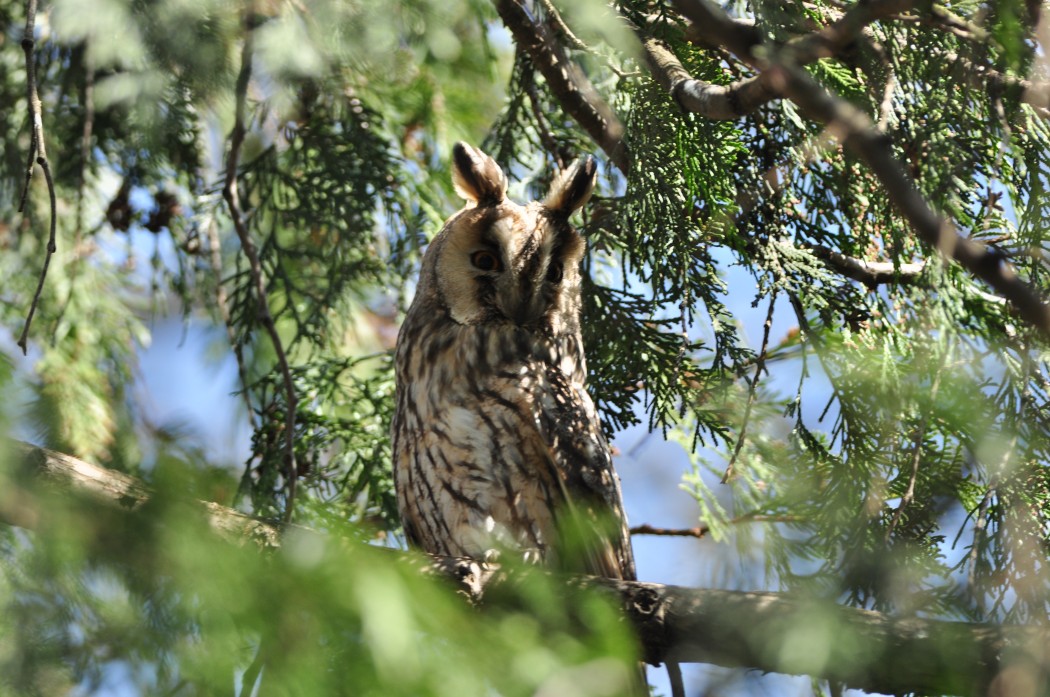 Long-eared Owl