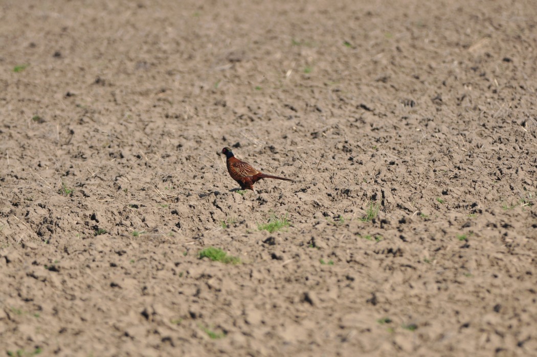 Common Pheasant