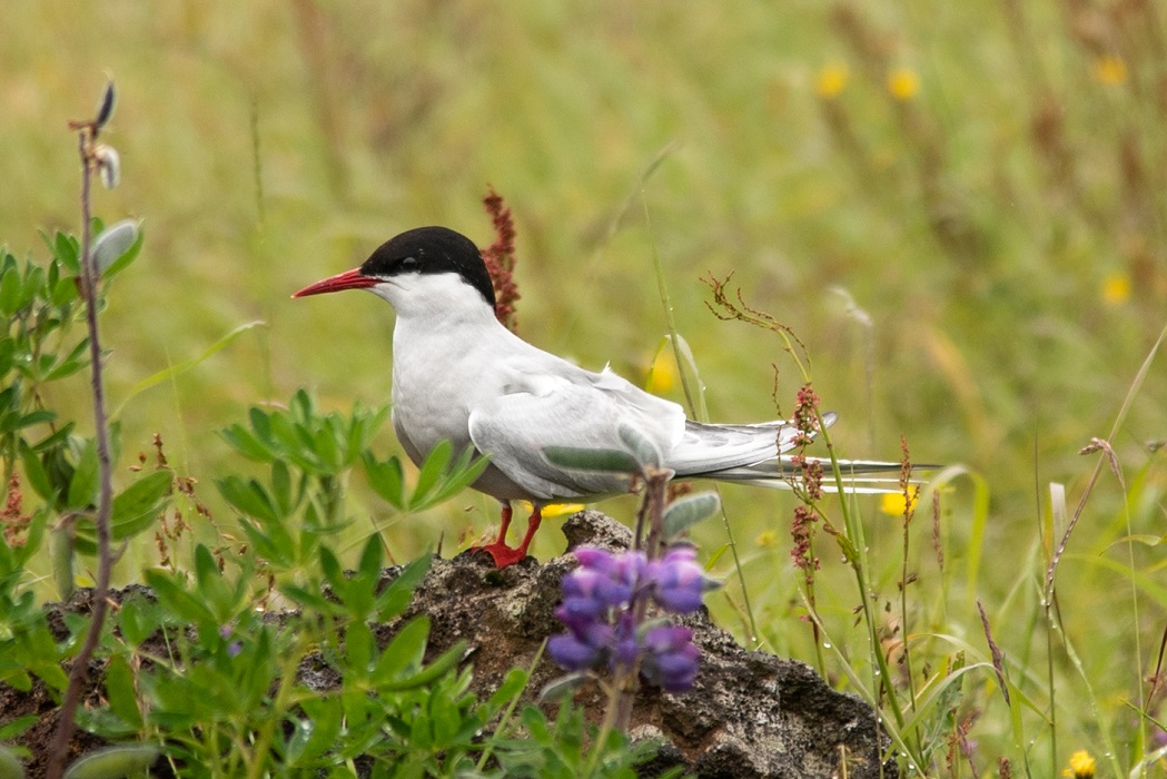 Arctic Tern