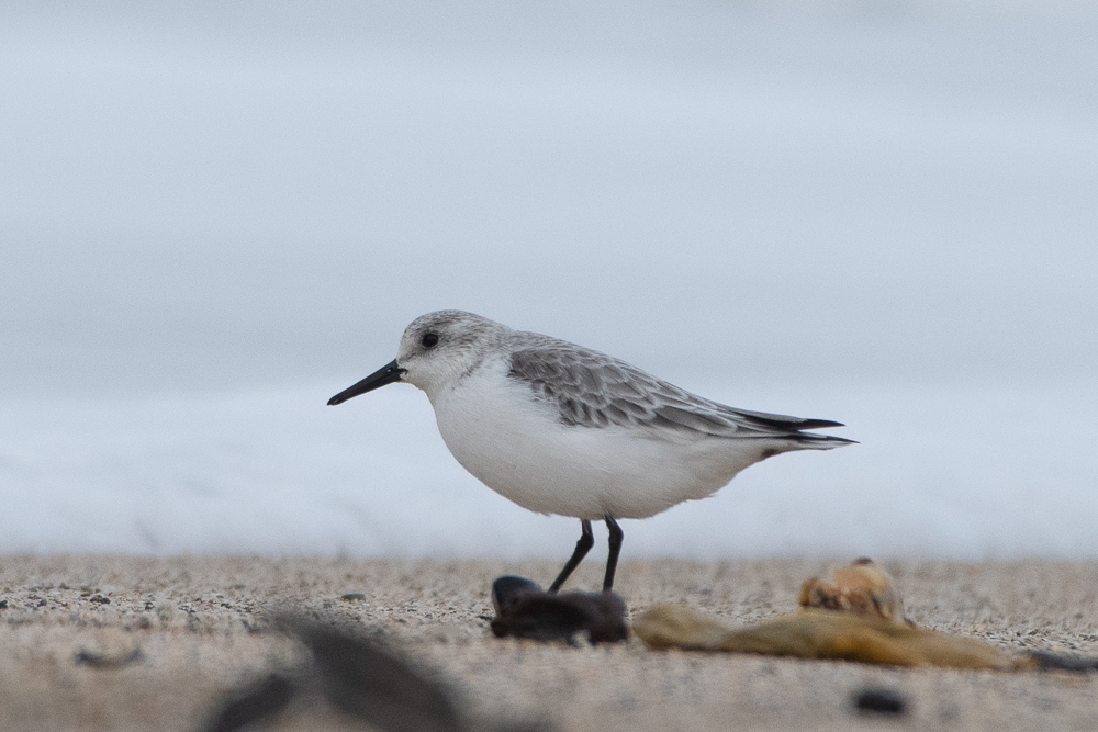 Sanderling