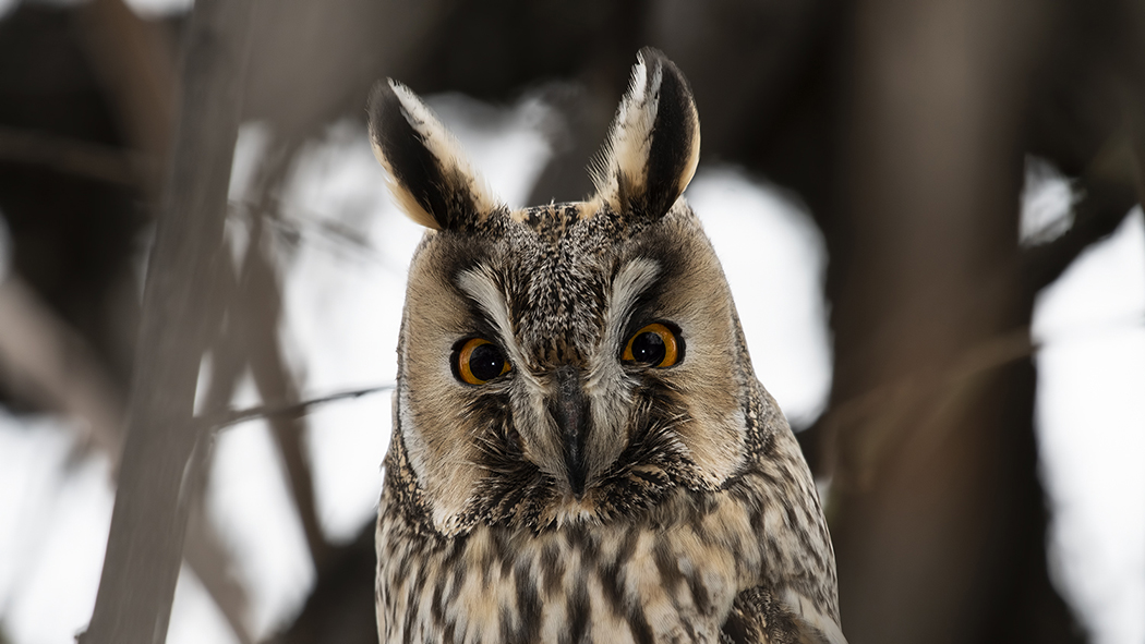 Long-eared Owl