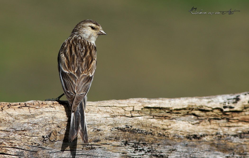 Twite