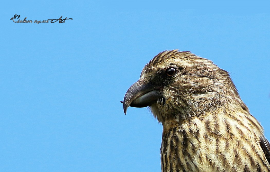Red Crossbill