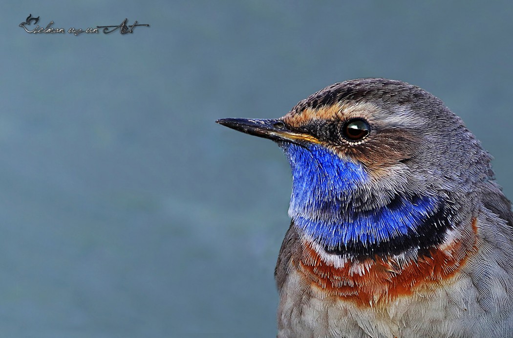 Bluethroat