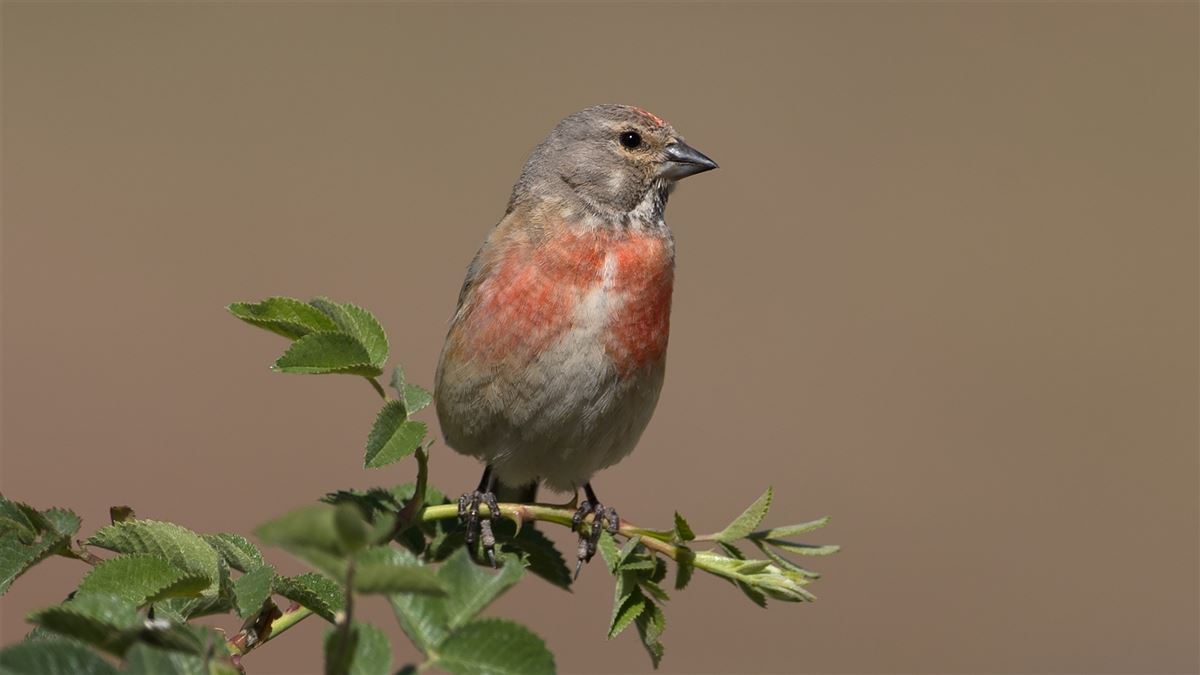 Common Linnet