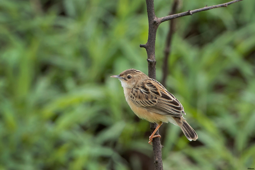 Zitting Cisticola