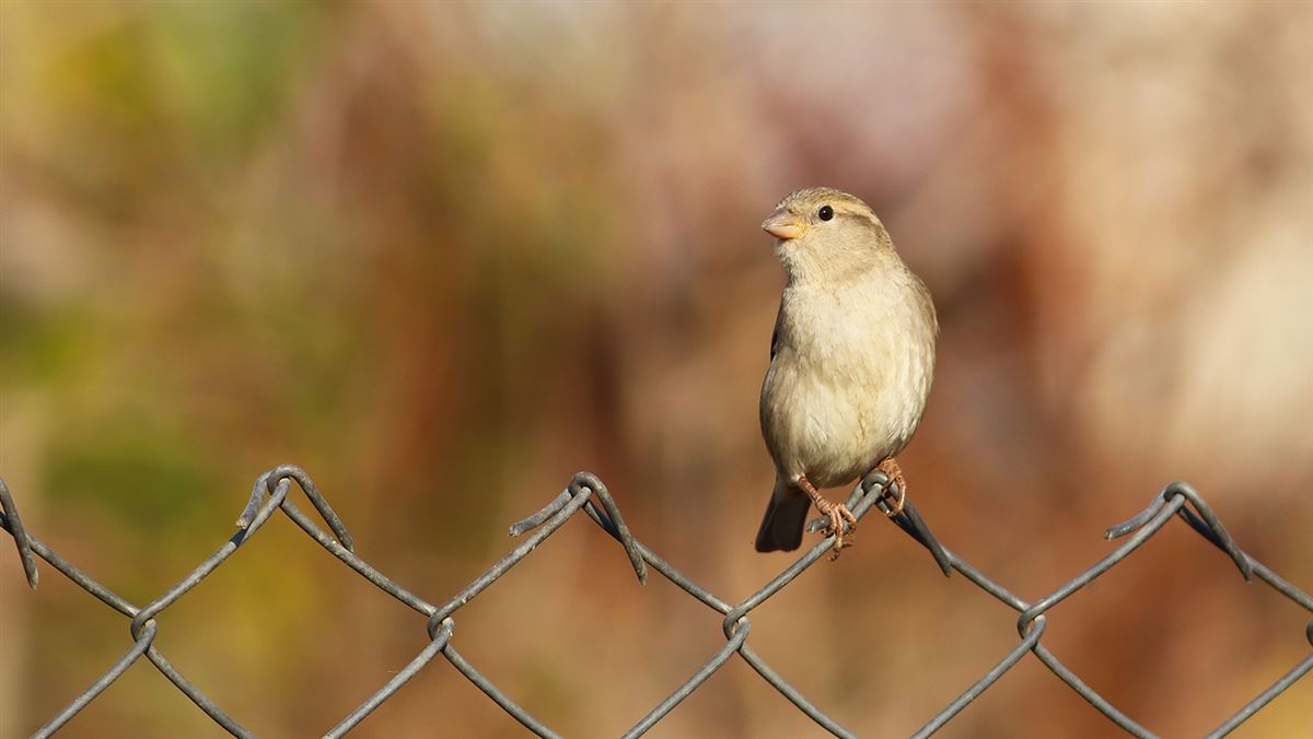 House Sparrow