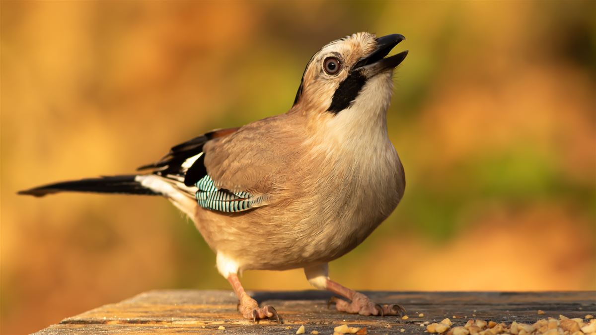 Eurasian Jay