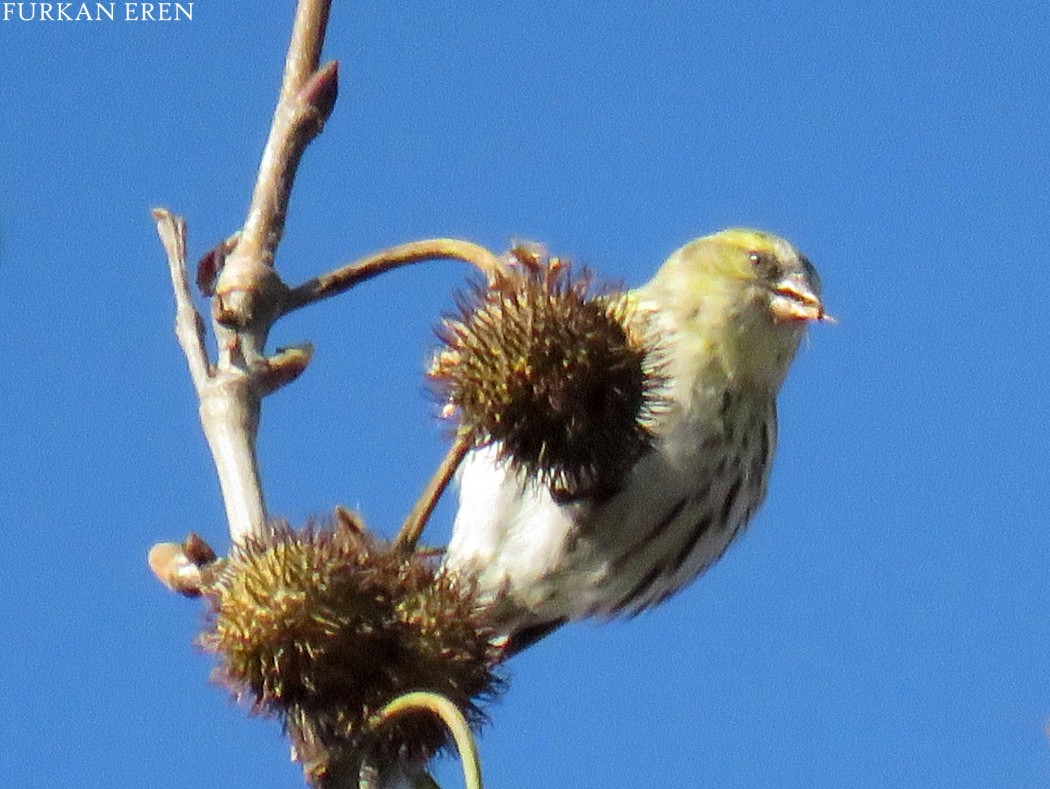 Eurasian Siskin