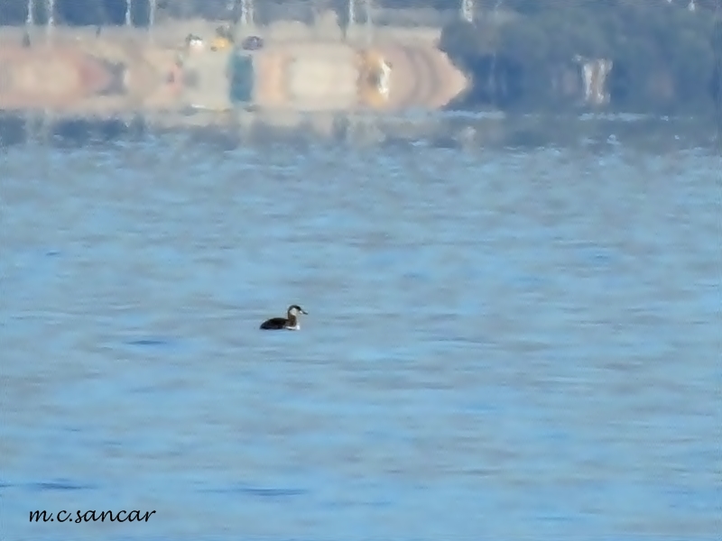 Red-necked Grebe