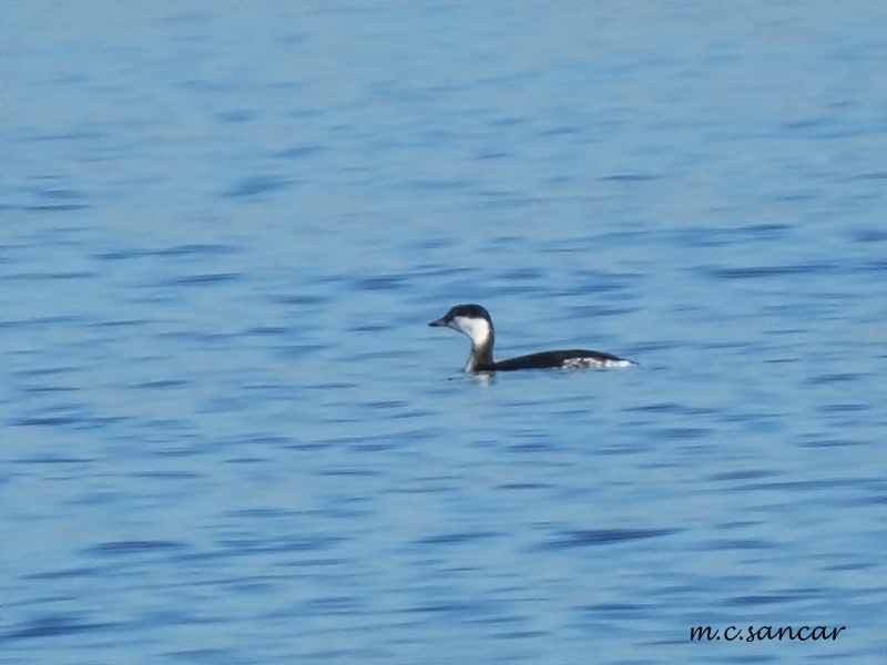Horned Grebe