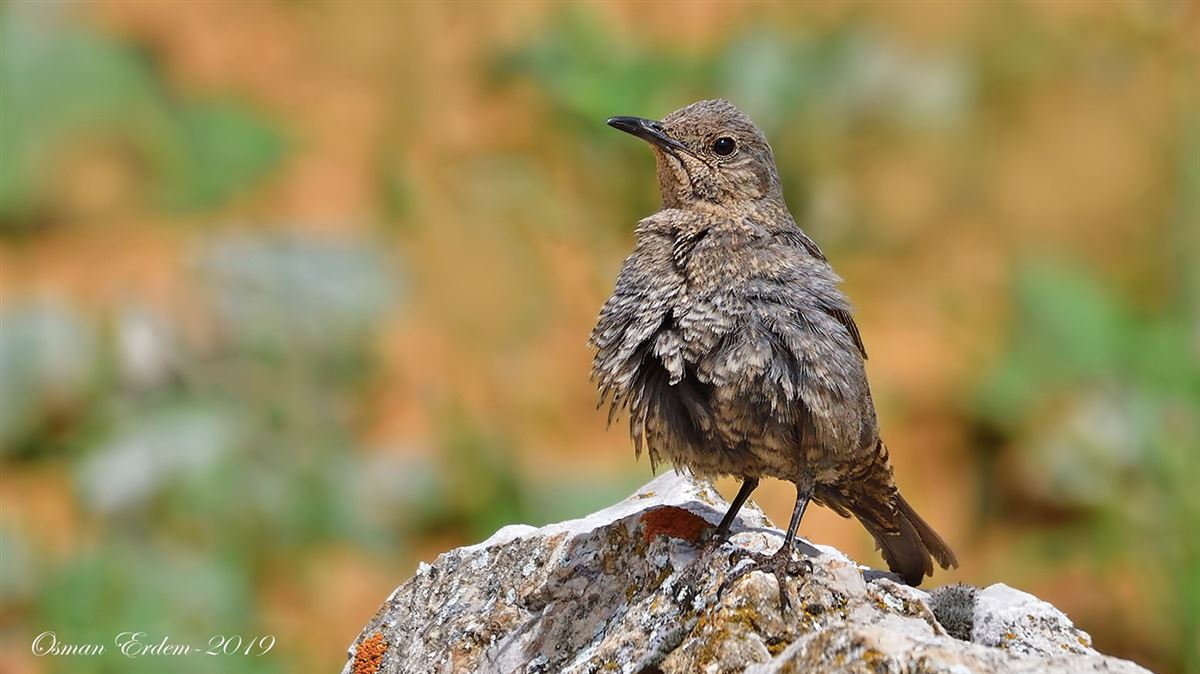 Blue Rock Thrush