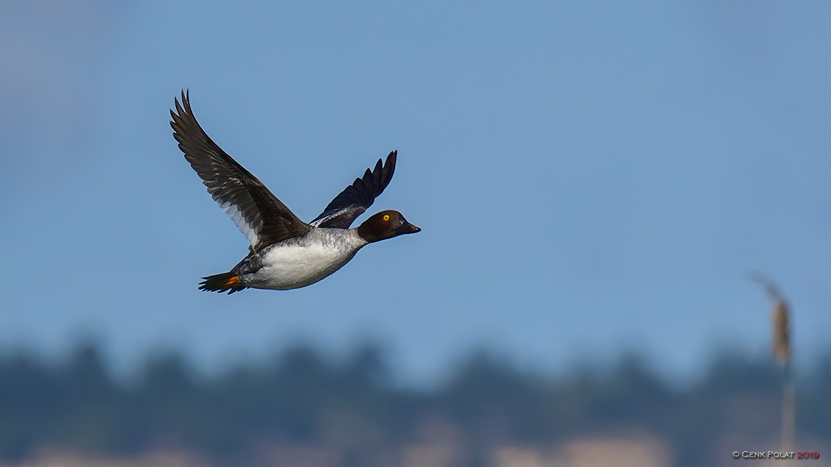 Common Goldeneye