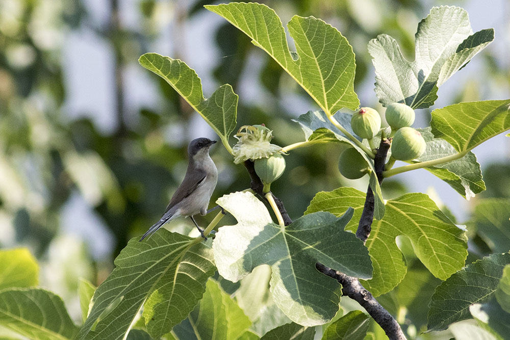 Lesser Whitethroat