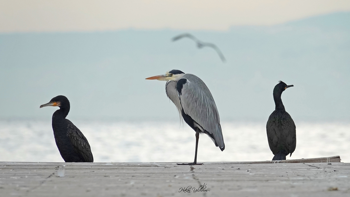 Grey Heron