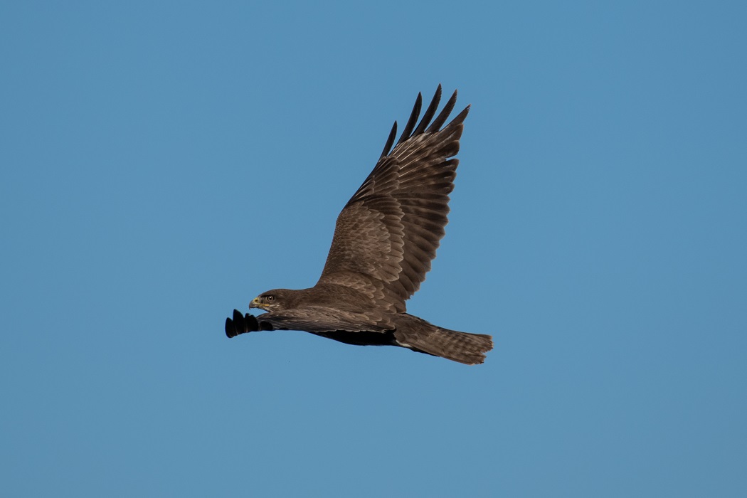 Common Buzzard