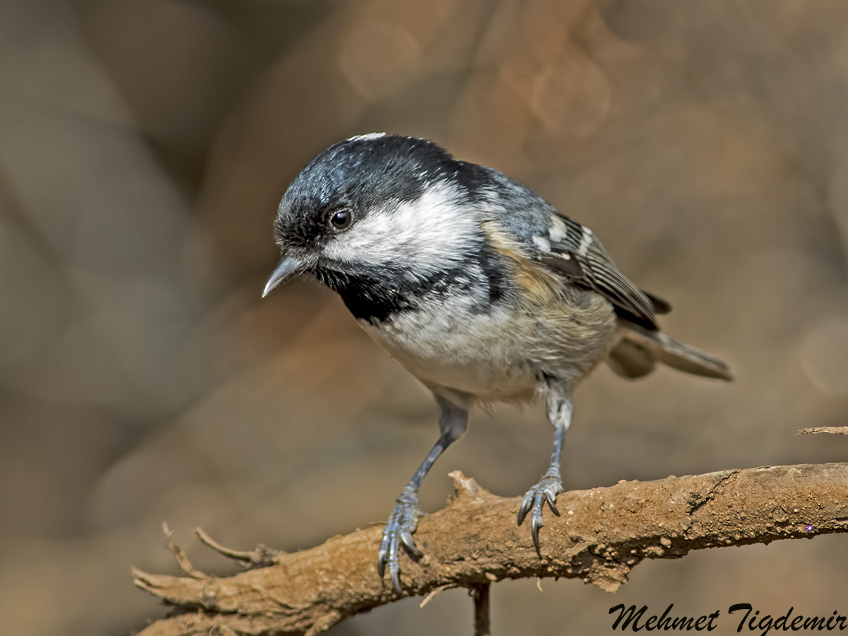 Coal Tit