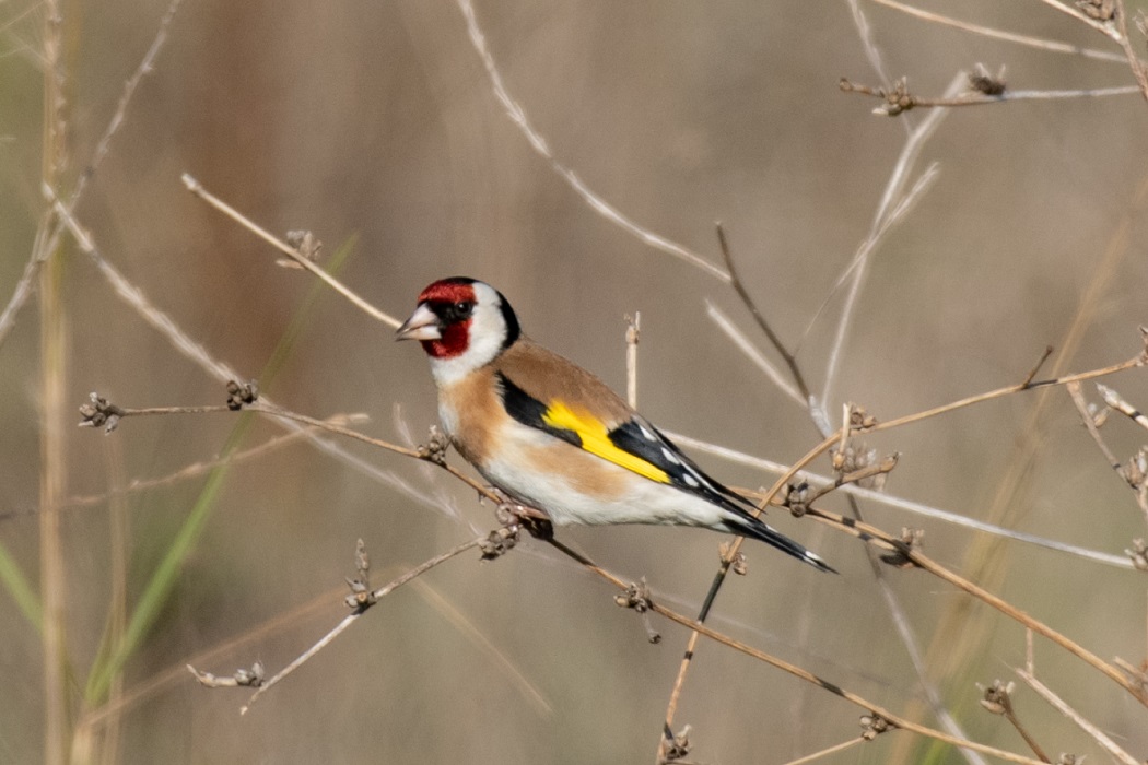 European Goldfinch