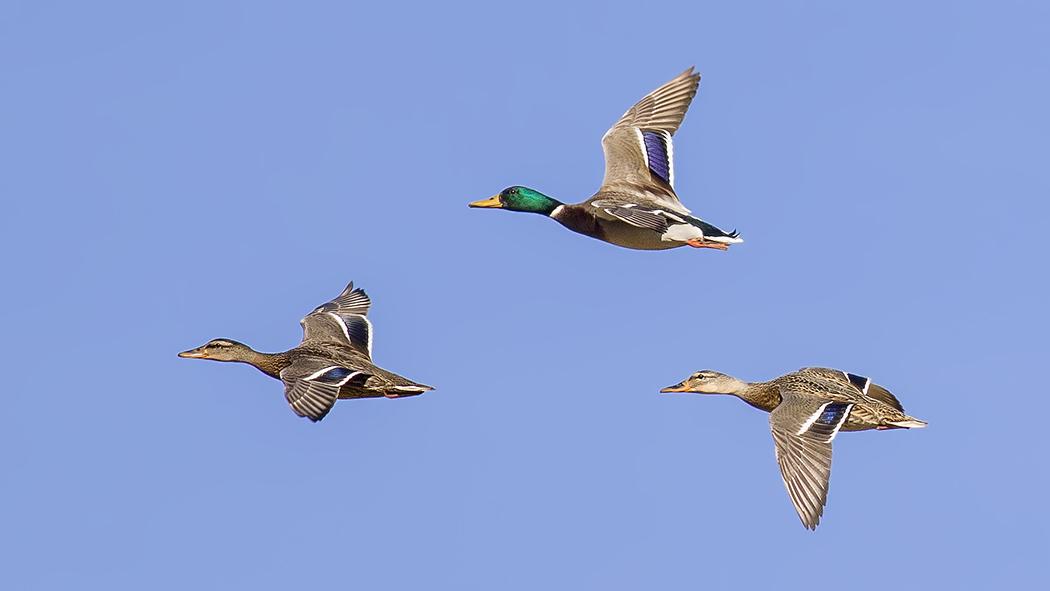 Mallard
