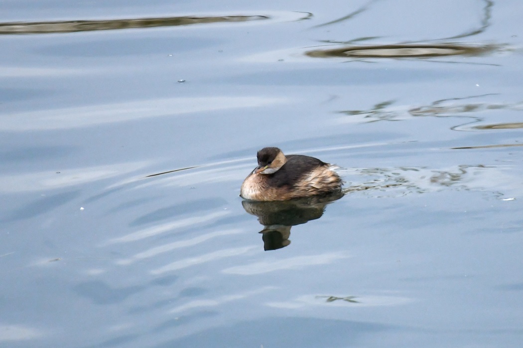 Little Grebe