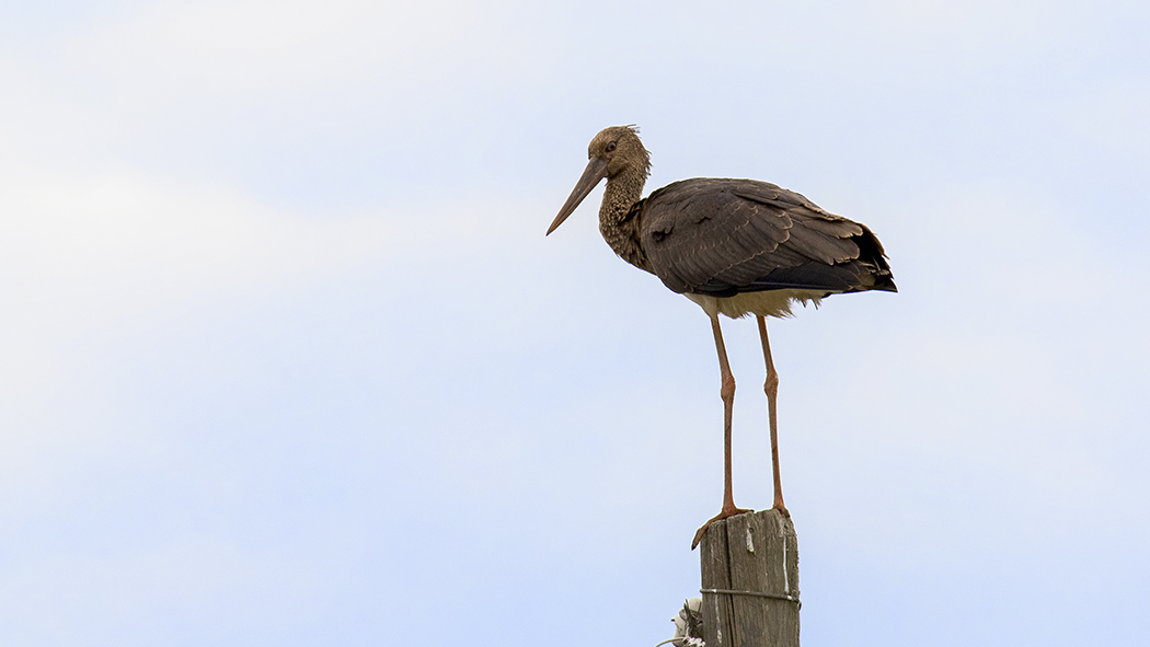 Black Stork